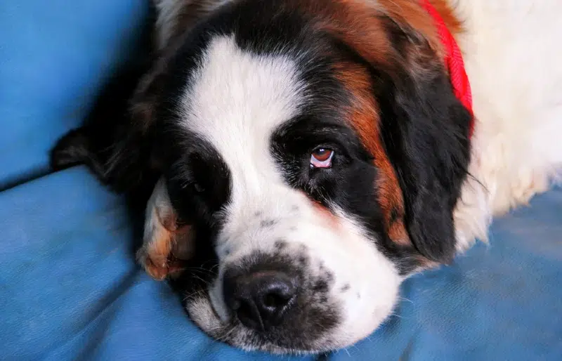 saint bernard dog lying down