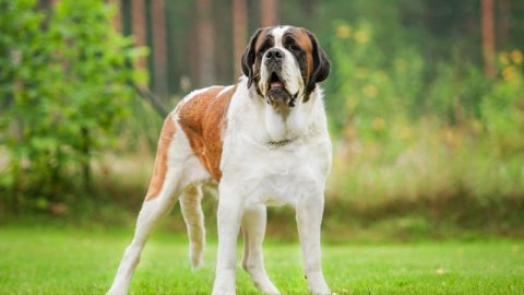 saint bernard dog standing on the lawn