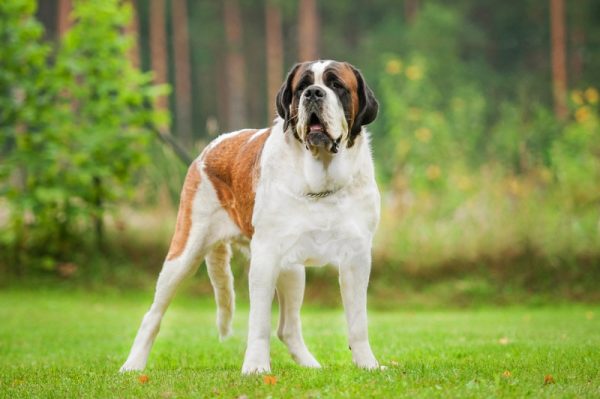 saint bernard dog standing on the lawn