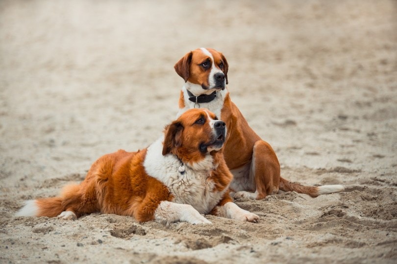 saint bernard dogs