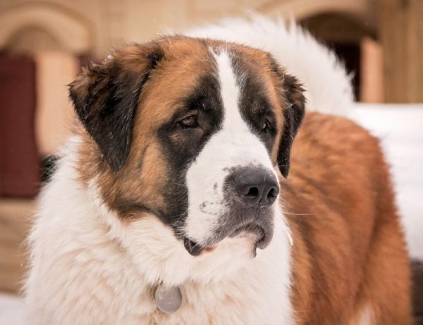 saint bernard great pyrenees mixed breed dog