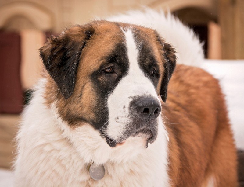 saint bernard great pyrenees mixed breed dog