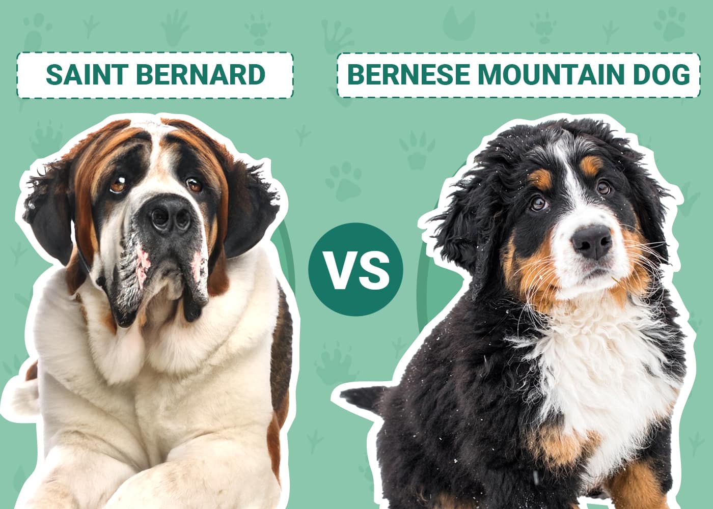 Saint Bernard vs Bernese Mountain Dog