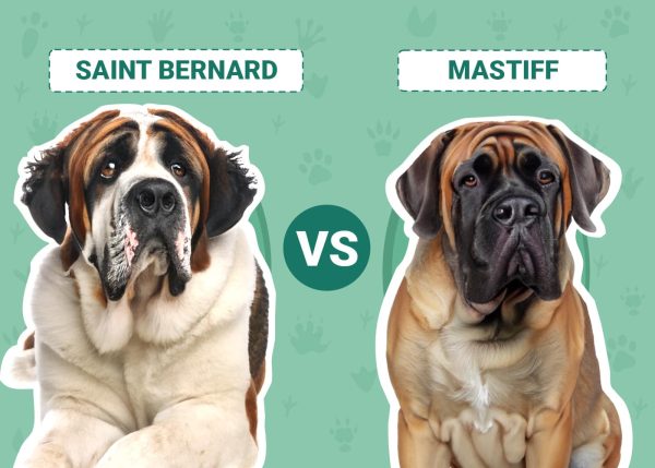 Saint Bernard vs Mastiff