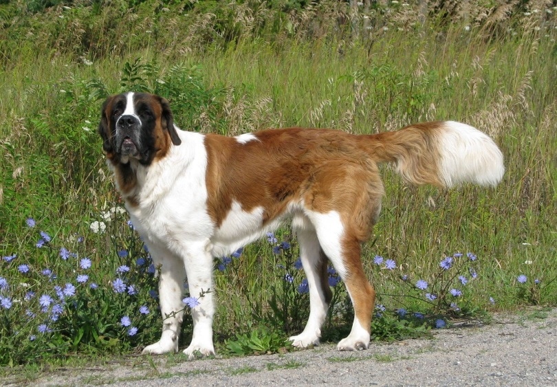 saint bernard dog outdoor