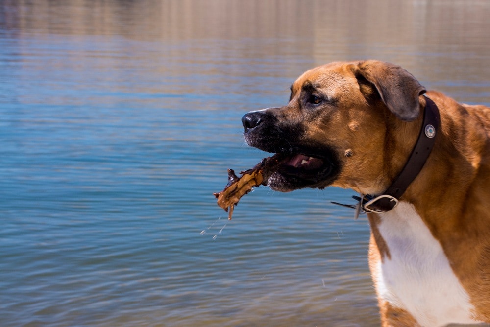 saint dane mixed breed dog