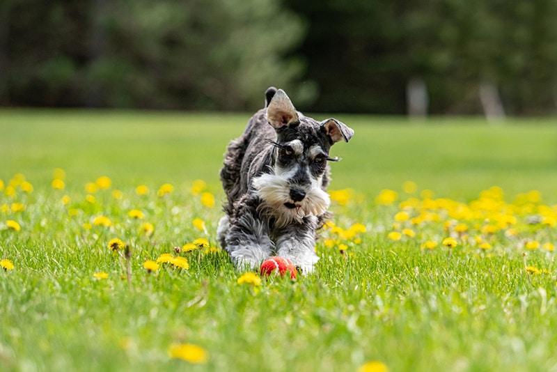 salt and pepper mini schnauzer puppy chasing dog playing chasing red ball