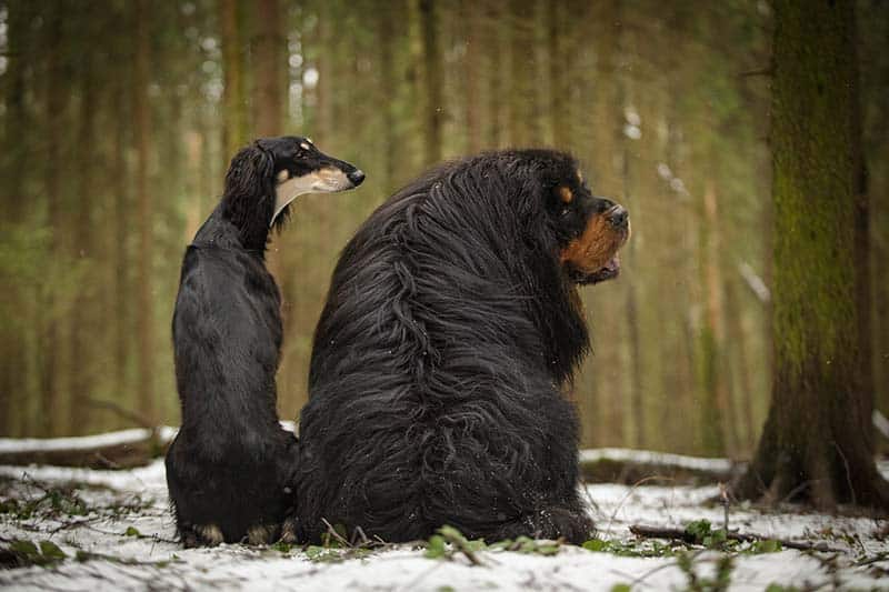 saluki dog and tibettan mastiff sitting together