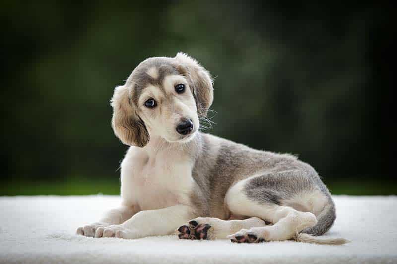 Saluki puppy outdoor