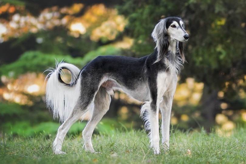 saluki standing on grass