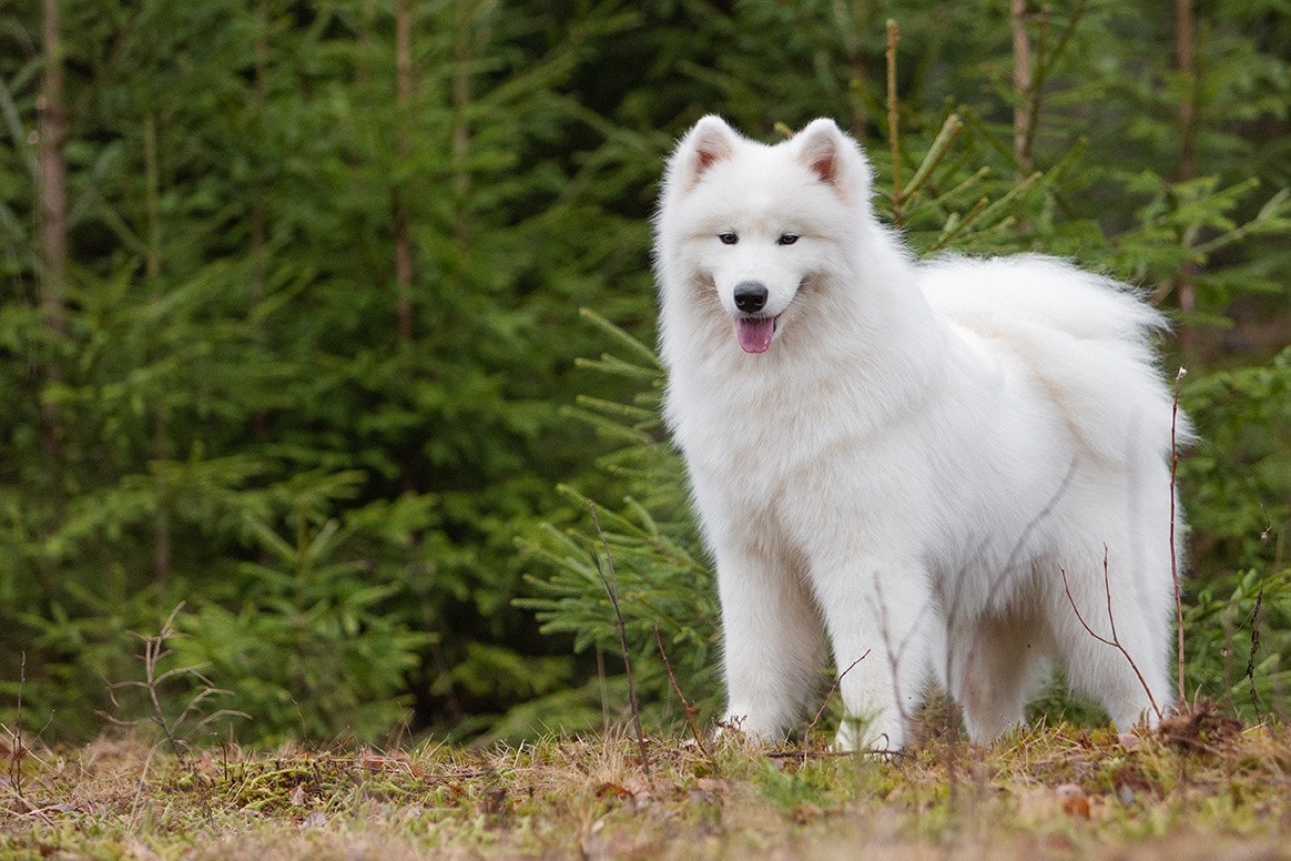 Male samoyed