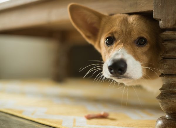 scared corgi puppy hiding