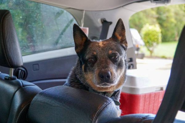 scared dog peeks at its owner while cowering in the back seat of the car