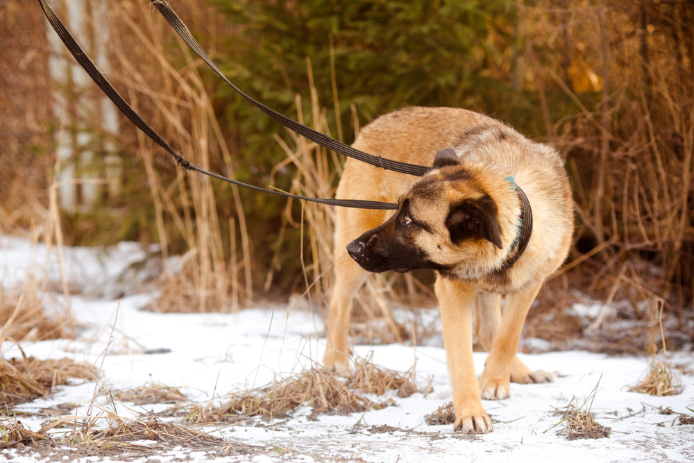 scared dog walking outdoor