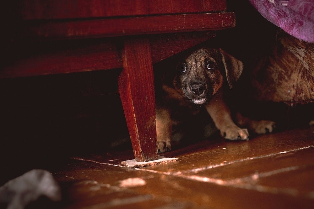 scared puppy hiding under furniture