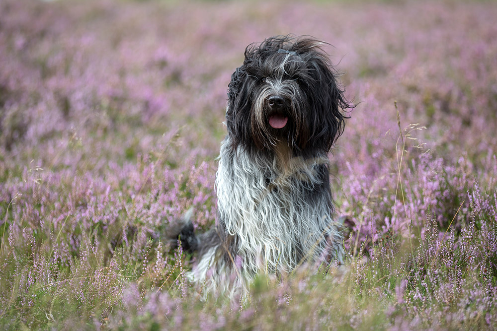 Schapendoes or Dutch Sheepdog in the meadow