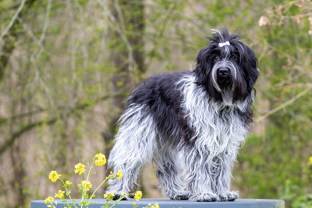 schapendoes or dutch sheepdog outdoor