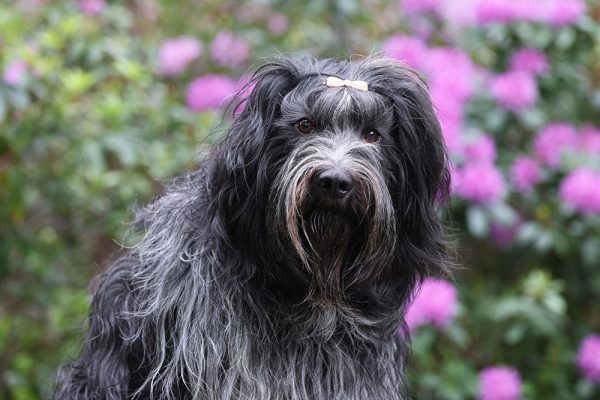 schapendoes or dutch sheepdog up close