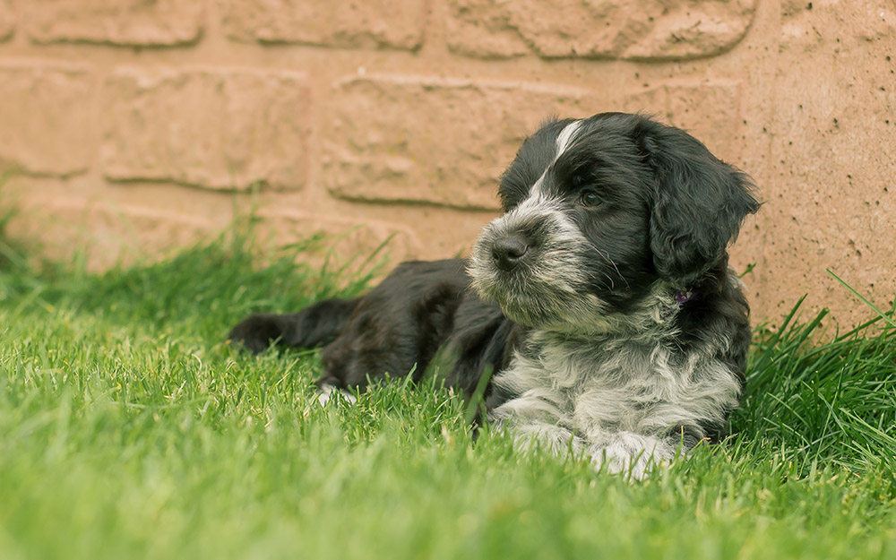 schapendoes puppy lying on the grass