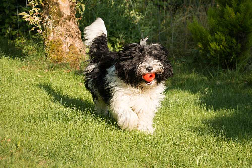 Schapendoes Puppy playing with ball