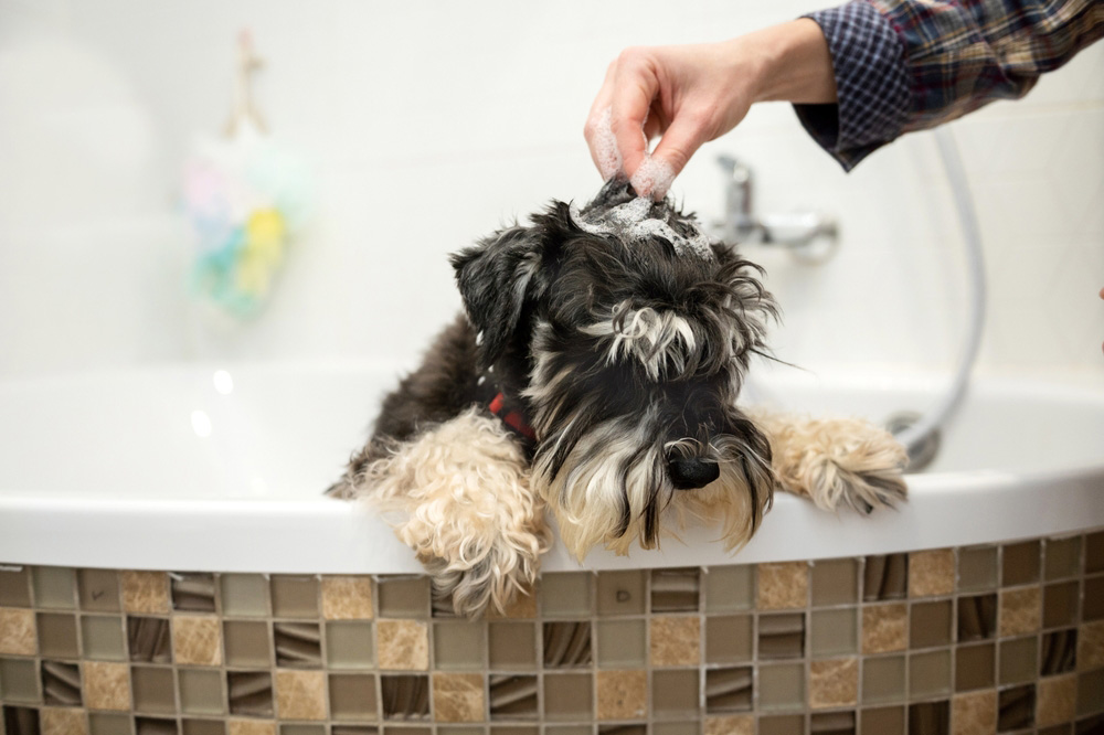 schnauzer dog getting a bath