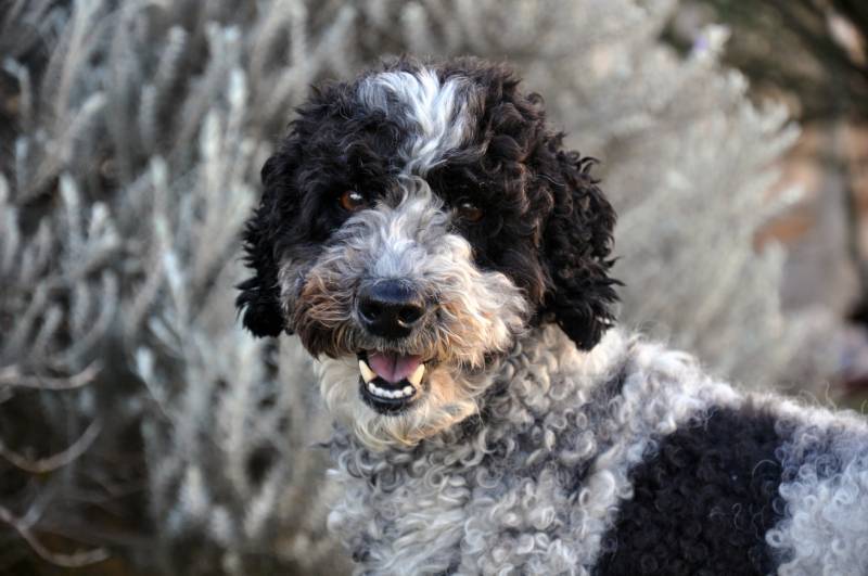 schnoodle dog portrait orientation