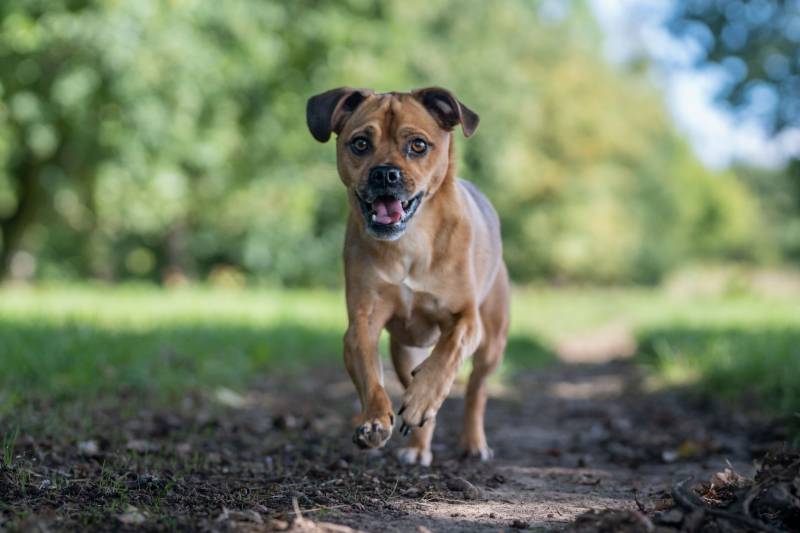 selective focus view of a playful Muggin dog running outdoor