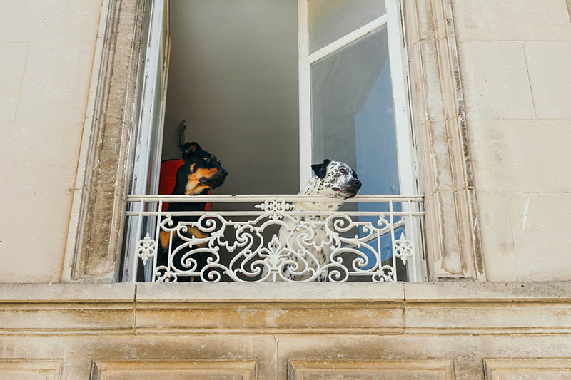 senior and adult dog looking at the window