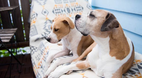 Senior and young adult dogs enjoying fresh air