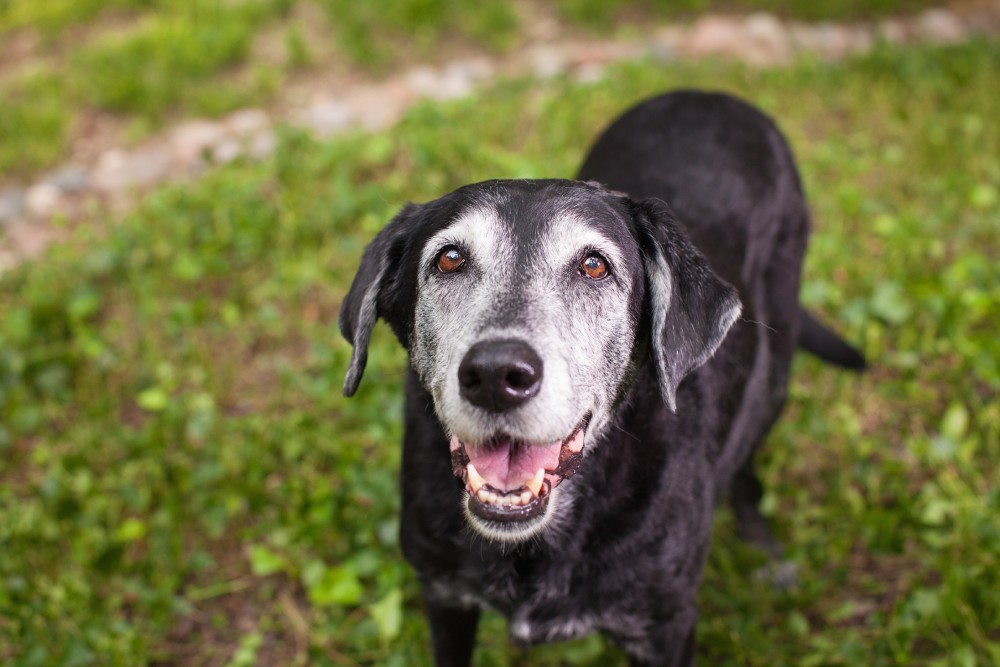 senior black labrador dog standing on the grass looking at the camera