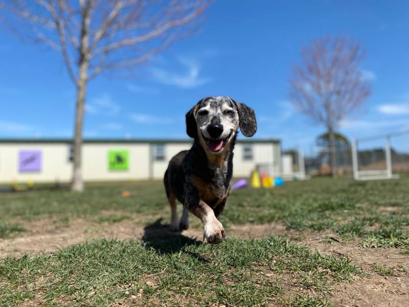 senior dachshund dog in the grass running towards camera