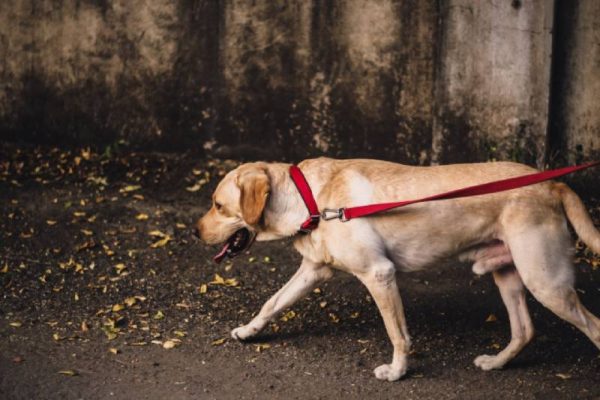 senior dog being walked with red collar and leash