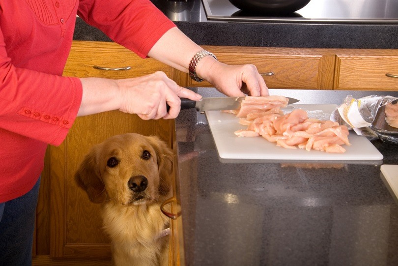 senior dog eating chicken