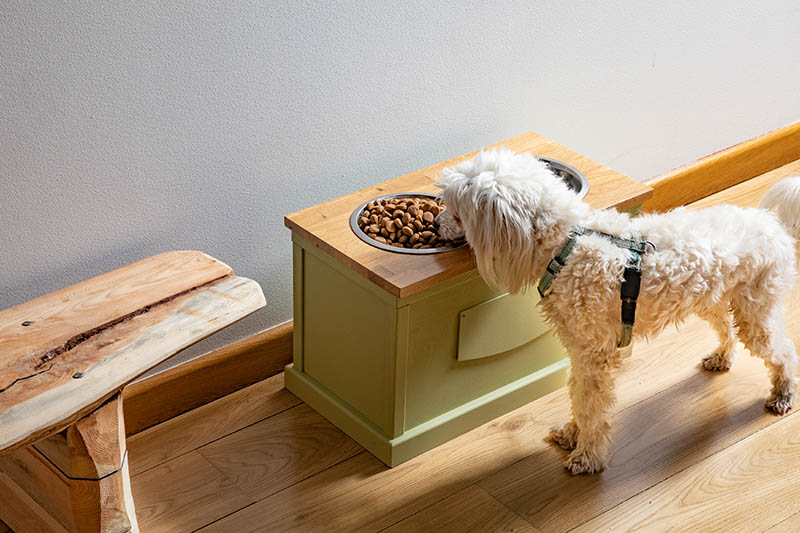 senior dog eating on elevated feeder