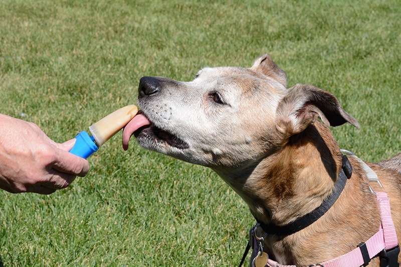 senior dog licking a peanut butter popsicle