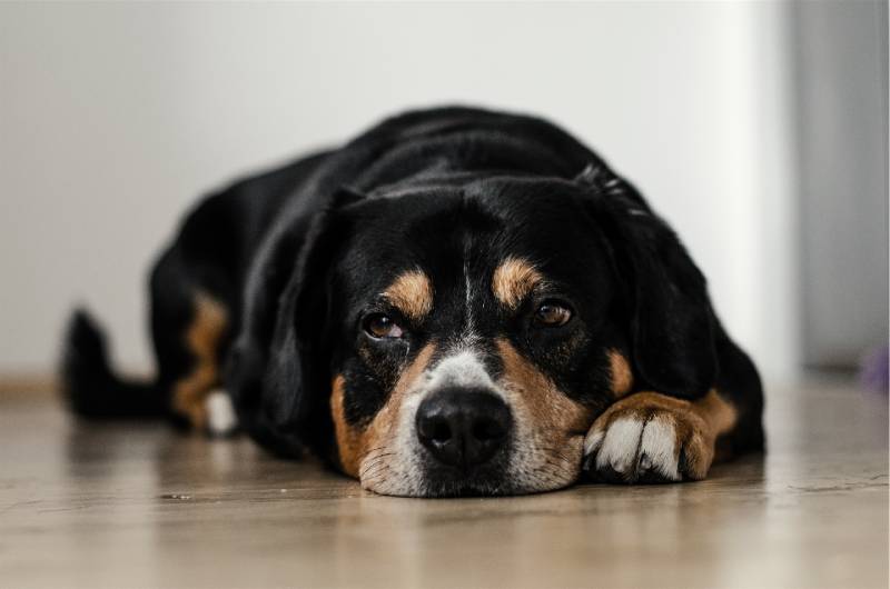 senior dog lying on the floor looking at the side