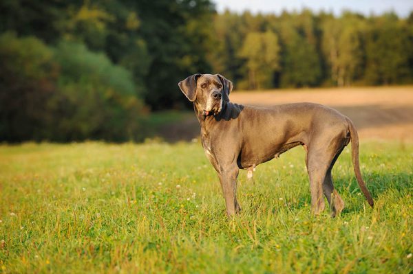 senior female great dane in the meadow