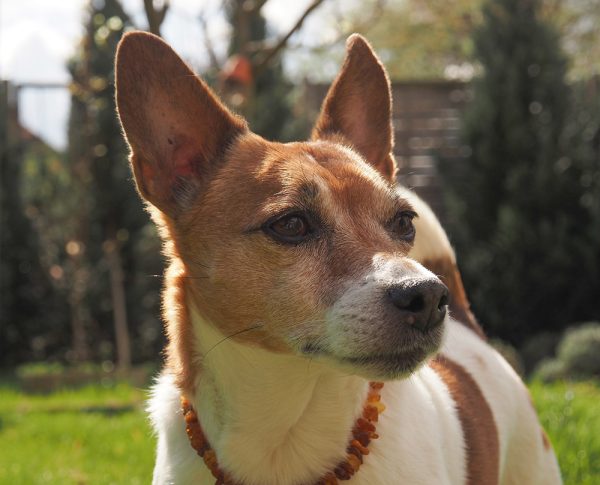 senior Jack Russell Terrier dog in the garden