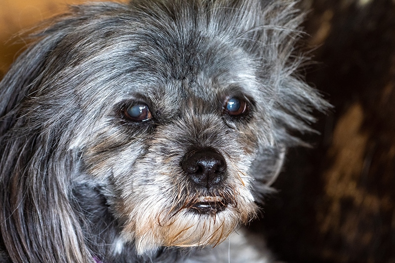 senior shih tzu with cataracts