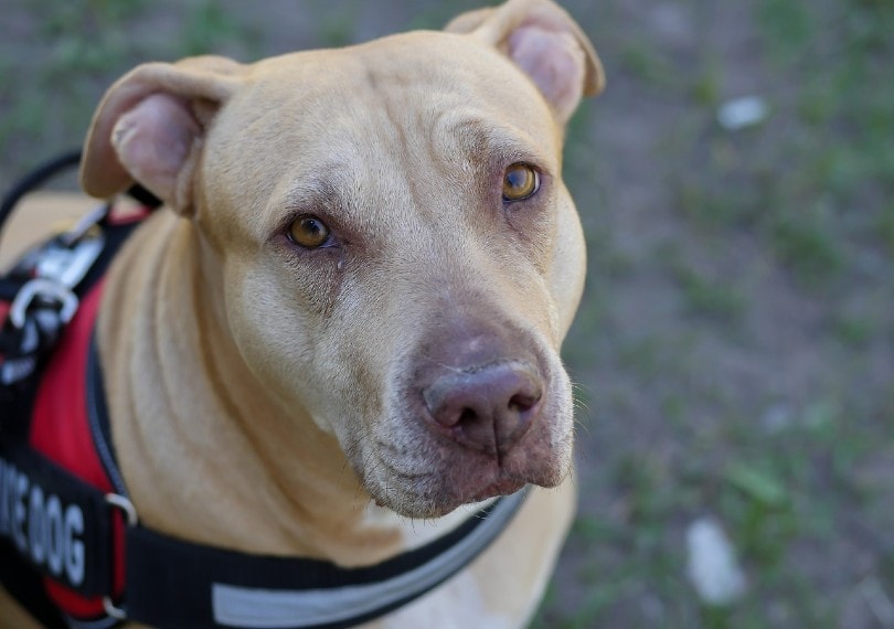 service dog close up