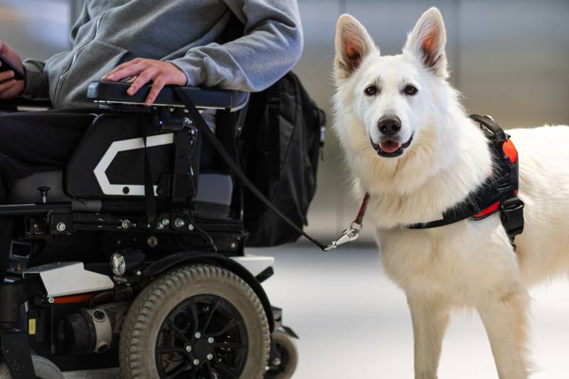 service dog giving assistance to disabled person on wheelchair