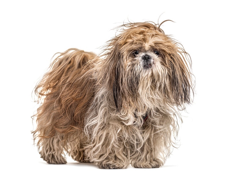 matted Shih Tzu dog