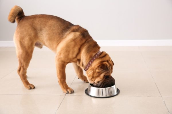 shar pei dog eating