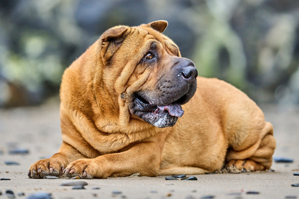 shar pei dog lying at the beach