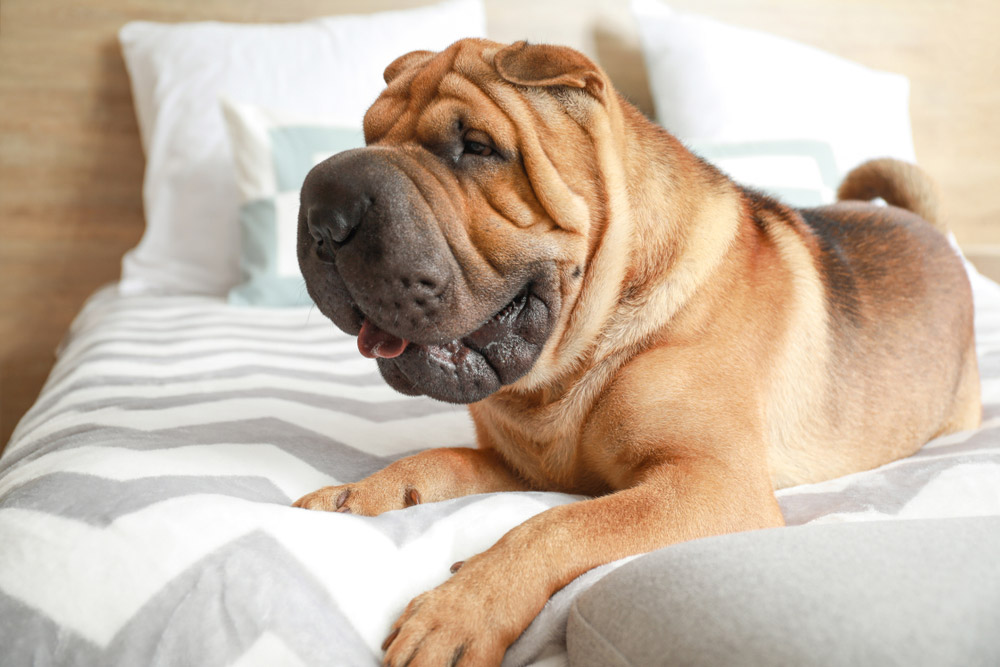 shar pei dog lying on bed at home