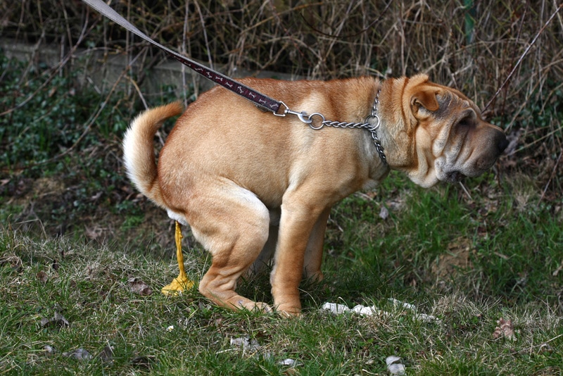 shar pei with diarrhea pooping outside