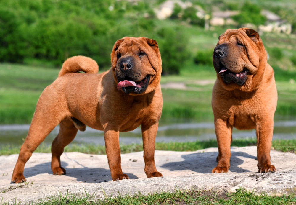 shar pei dogs in the mountain