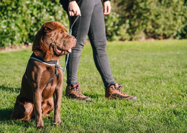 Shar Pei Labrador