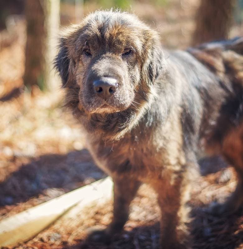 sharpei and shih tzu mix