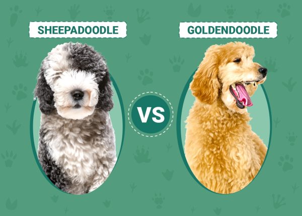 Sheepadoodle vs Goldendoodle